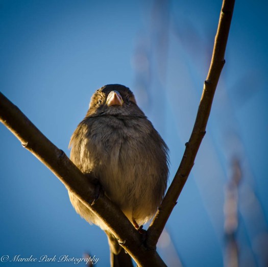 Birds-7343December 26, 2014