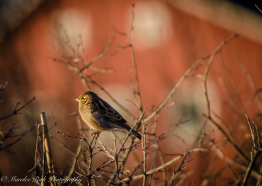 Birds-7346December 26, 2014