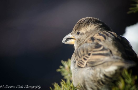 Birds-7476December 30, 2014