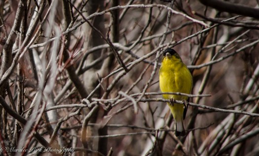 Birds-9365February 19, 2015