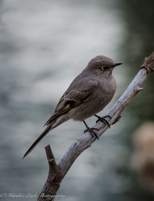 Birds-9384February 25, 2015