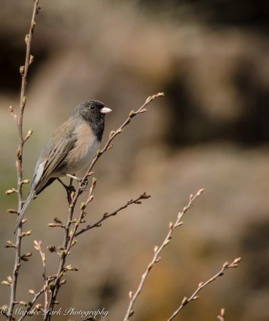 Birds-9389February 26, 2015