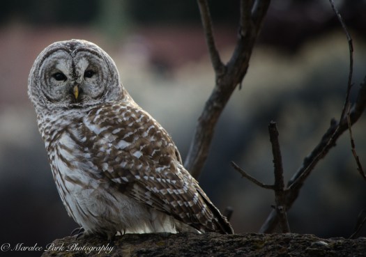 Maralee_Park_130209_42899-Edit-Edit