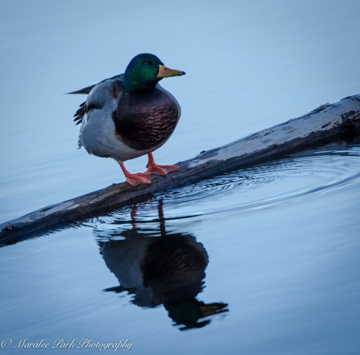 Old Mill-9243February 15, 2015