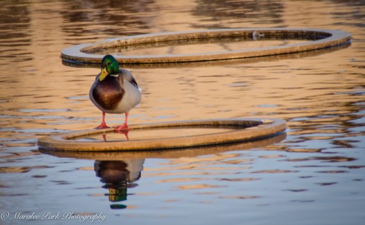 Old Mill-9257February 16, 2015