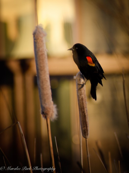 Old Mill-9266February 16, 2015