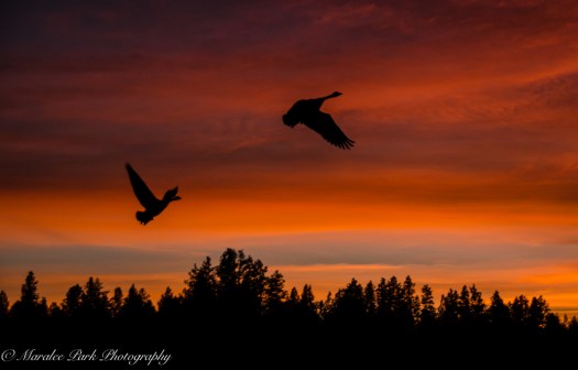 Old Mill-9335February 16, 2015