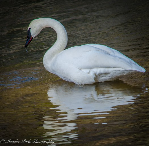 Swans and Heron-8198January 27, 2015