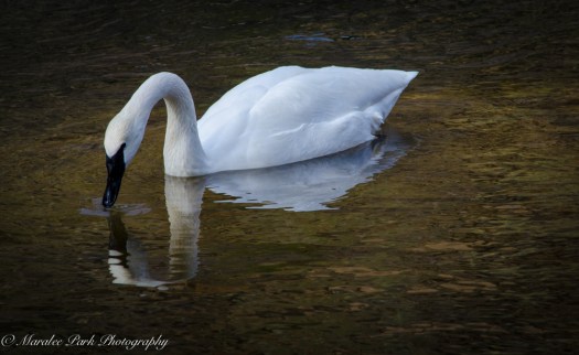 Swans and Heron-8204January 27, 2015