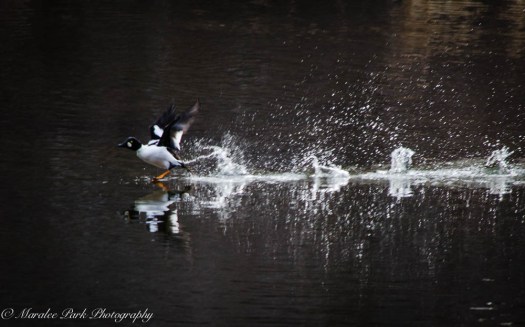 Swans and Heron-8223January 27, 2015