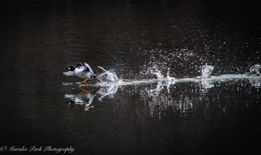 Swans and Heron-8224January 27, 2015