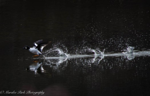 Swans and Heron-8225January 27, 2015