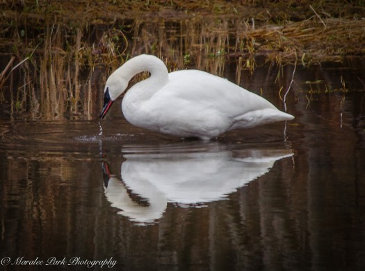 Swans and Heron-8344January 29, 2015