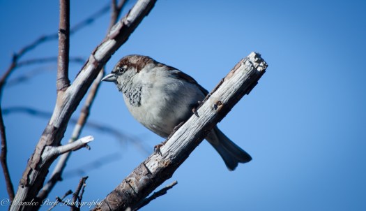 Birds-7891January 20, 2015