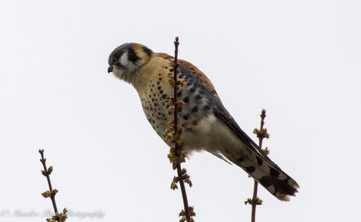 Charlie_Colleen-9757March 13, 2015