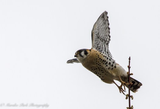 Charlie_Colleen-9761March 13, 2015