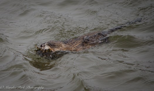 Charlie_Colleen-9769March 14, 2015