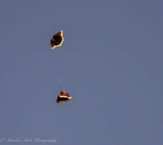 Nature-0033March 25, 2015