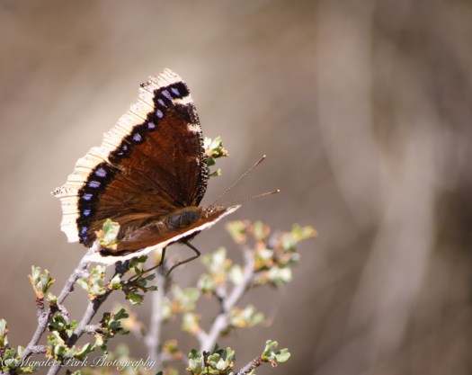 Nature-0036March 25, 2015