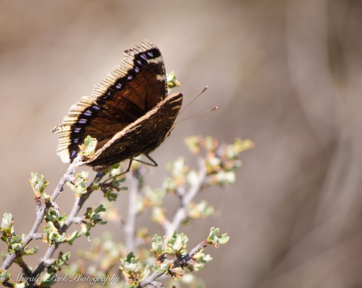 Nature-0038March 25, 2015