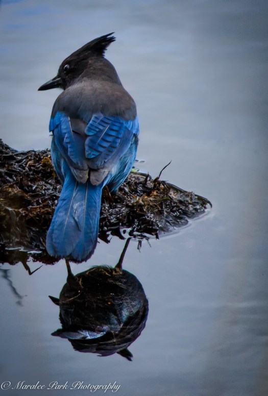 Nature-9976March 23, 2015