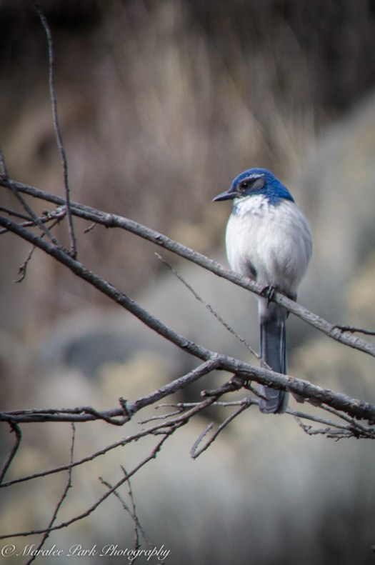 Swans and Heron-8209January 27, 2015