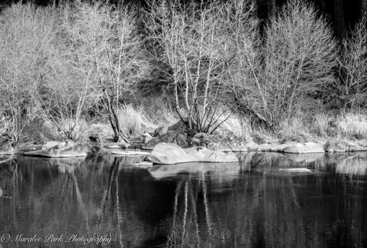 Swans and Heron-8212January 27, 2015