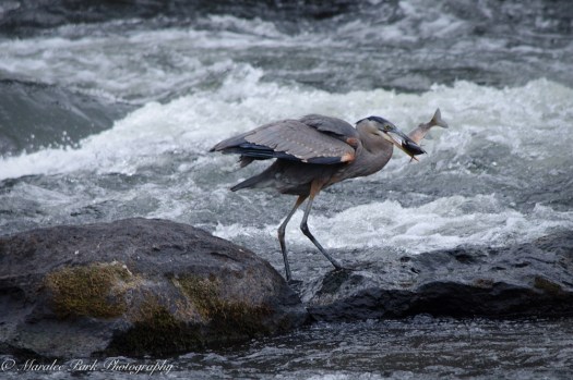Swans and Heron-8373January 29, 2015