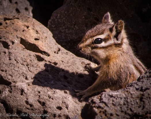 Wildlife-9642March 04, 2015