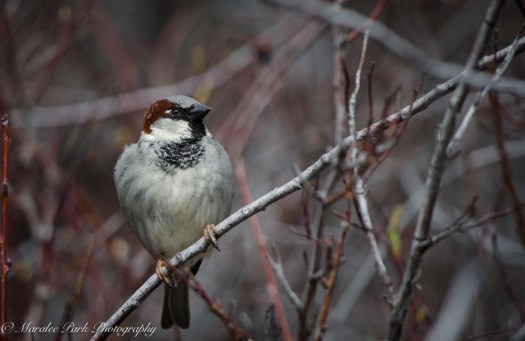 Wildlife-9773March 15, 2015