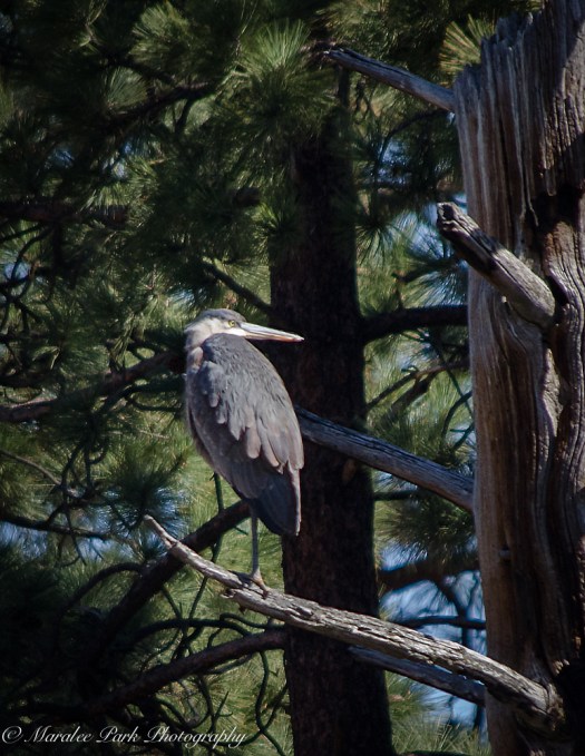 Wildlife-9810March 17, 2015