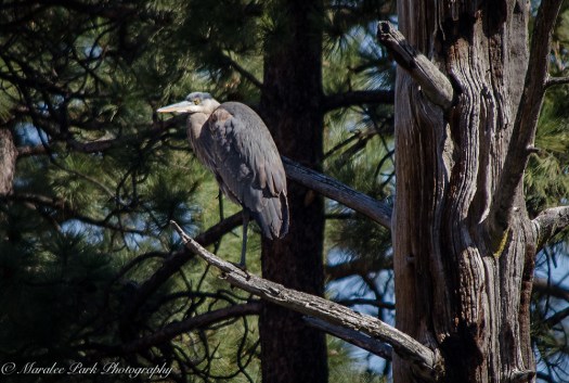 Wildlife-9812March 17, 2015