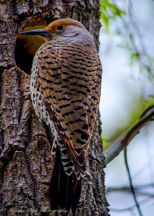 Birds-0152March 31, 2015