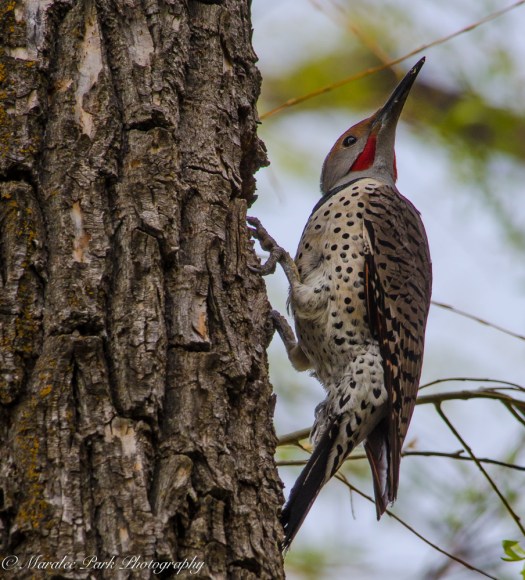 Birds-0273April 03, 2015