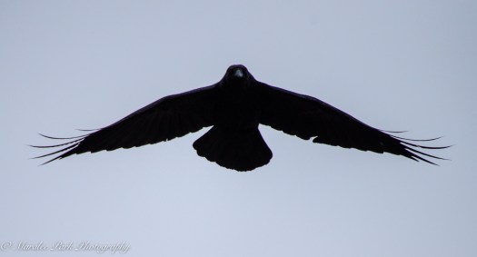 Birds-0286April 03, 2015