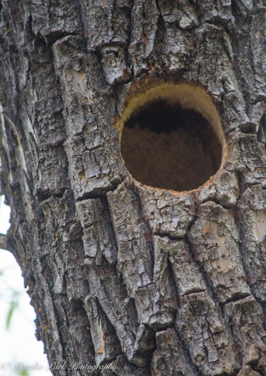 Birds-0290April 03, 2015
