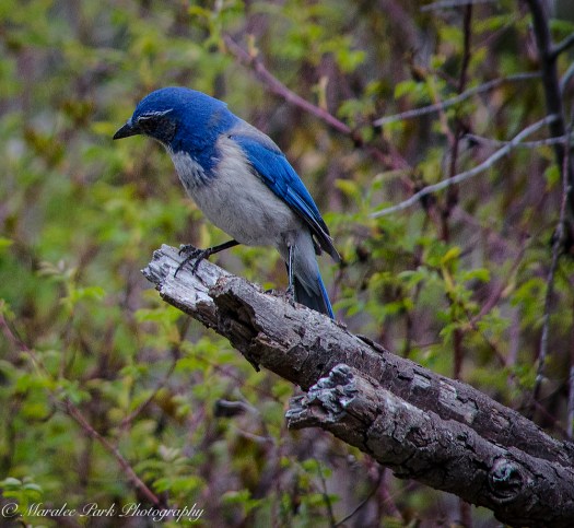 Birds-0291April 05, 2015