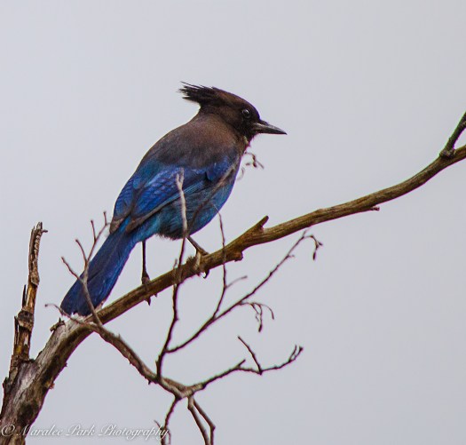 Birds-0297April 05, 2015