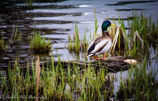 Birds-0324April 07, 2015