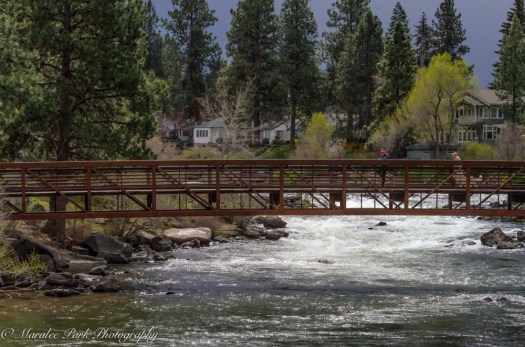 Birds-0327April 07, 2015