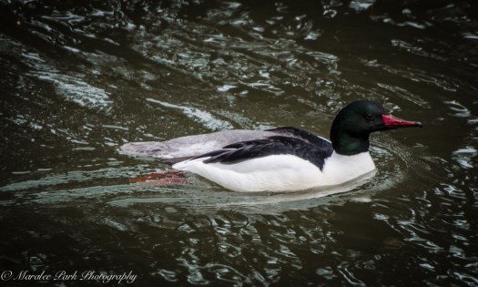 Male Common Merganser