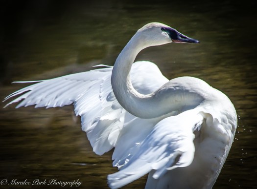 Birds-0446April 11, 2015