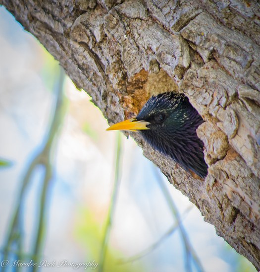 Birds-0561April 15, 2015