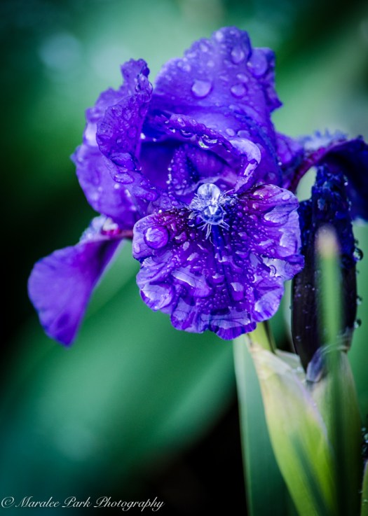 Nature-0869April 22, 2015