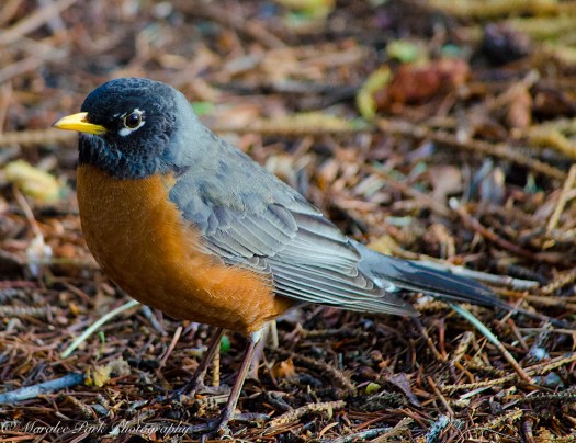 Nature-0895April 22, 2015