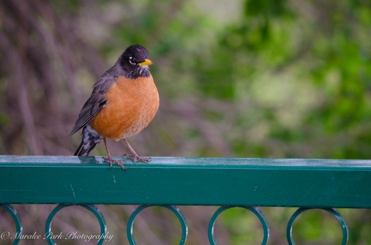 Nature-0910April 22, 2015