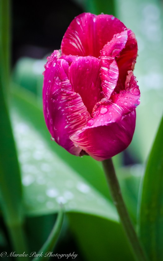 Nature-0914April 22, 2015