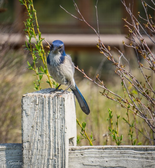 Orchids-00198April 19, 2015