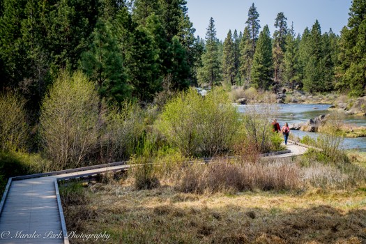 Orchids-00202April 19, 2015