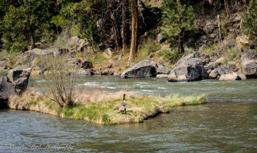 Orchids-00203April 19, 2015